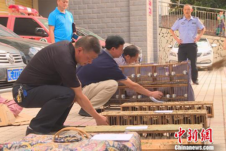 非法狩猎属于什么犯罪？(图1)