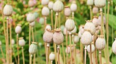 毒品犯罪的罪名和行为有哪些？