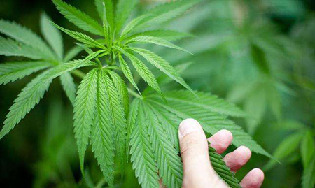 种植毒品多少株为犯罪？(图1)